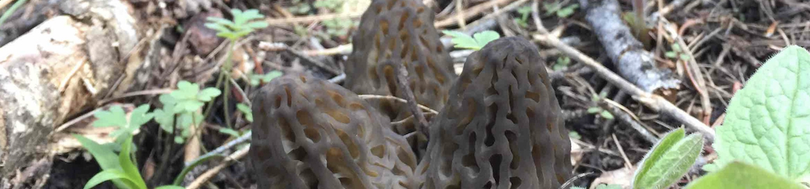 Edible Mushroom Search